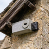 swifts flying around nest box on house