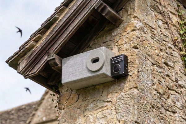 swifts flying around nest box on house